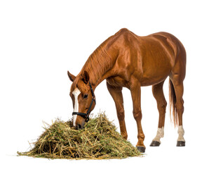Chestnut horse with white markings eating hay from pile, showcasing natural feeding behavior and equine nutrition