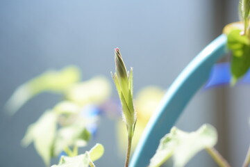 朝顔のつぼみが青空を背景にすっと伸び、これから花開く瞬間を待つ生命力にあふれた一枚、夏休みの自由研究にもふさわしい植物の姿