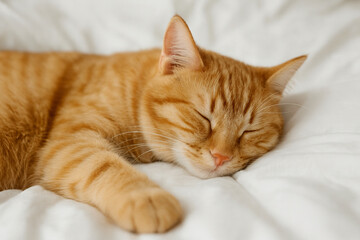 Close-up of a ginger tabby domestic cat sleeping peacefully on a soft white bed. Cozy indoor scene with gentle natural light