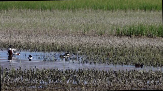 Northern Shoveler ducks squabble in a pond at Bosque del Apache National Wildlife Refuge in New Mexico