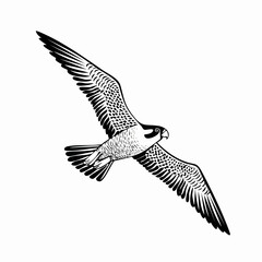 Falcon Flying Vector Image. Peregrine Falcon Bird Flying Vector Illustration.