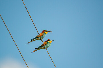 Colorful bird outdoors and wildlife. European bee-eater (Merops apiaster) in natural habitat. A strikingly beautiful colorful bird that can fly very well and winters in Africa as a migratory bird.