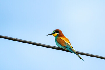 Colorful bird outdoors and wildlife. European bee-eater (Merops apiaster) in natural habitat. A strikingly beautiful colorful bird that can fly very well and winters in Africa as a migratory bird.