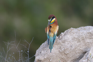 Colorful bird outdoors and wildlife. European bee-eater (Merops apiaster) in natural habitat. A strikingly beautiful colorful bird that can fly very well and winters in Africa as a migratory bird.