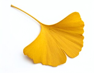 Naklejka premium Vibrant yellow ginkgo leaf on white background.