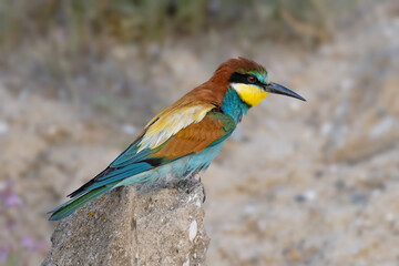 Colorful bird outdoors and wildlife. European bee-eater (Merops apiaster) in natural habitat. A strikingly beautiful colorful bird that can fly very well and winters in Africa as a migratory bird.