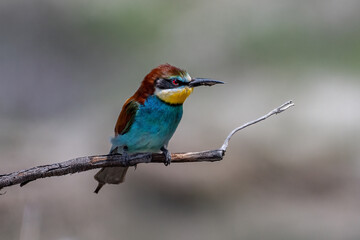 Colorful bird outdoors and wildlife. European bee-eater (Merops apiaster) in natural habitat. A strikingly beautiful colorful bird that can fly very well and winters in Africa as a migratory bird.