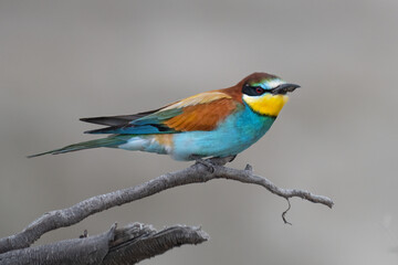 Colorful bird outdoors and wildlife. European bee-eater (Merops apiaster) in natural habitat. A strikingly beautiful colorful bird that can fly very well and winters in Africa as a migratory bird.