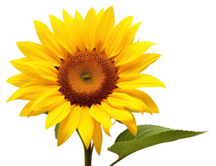 Obraz premium PNG Sunflower plant inflorescence asterales.