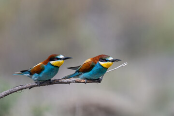Colorful bird outdoors and wildlife. European bee-eater (Merops apiaster) in natural habitat. A strikingly beautiful colorful bird that can fly very well and winters in Africa as a migratory bird.