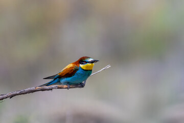 Colorful bird outdoors and wildlife. European bee-eater (Merops apiaster) in natural habitat. A strikingly beautiful colorful bird that can fly very well and winters in Africa as a migratory bird.
