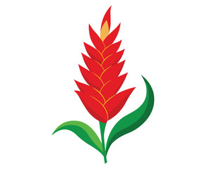 Illustration of a red ginger flower with green leaves, set against a clean white backdrop
