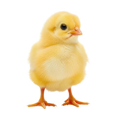Obraz premium Fluffy Yellow Baby Chick Standing on White Background bird PNG file isolated on transparent background cut out, clipping path, social media. 