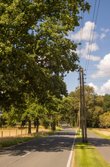 Empty country road passing through lush green trees on sunny summer day