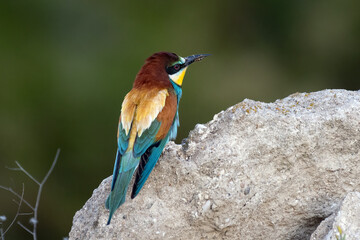 Colorful bird outdoors and wildlife. European bee-eater (Merops apiaster) in natural habitat. A strikingly beautiful colorful bird that can fly very well and winters in Africa as a migratory bird.