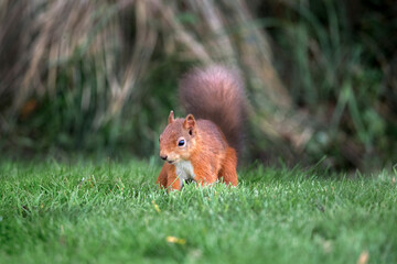 Red squirrel on the grass