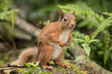 Red Squirrel on a tree trunk in a forest, close up