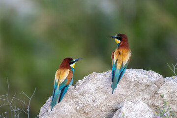 Colorful bird outdoors and wildlife. European bee-eater (Merops apiaster) in natural habitat. A strikingly beautiful colorful bird that can fly very well and winters in Africa as a migratory bird.