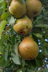 Ripe pears hanging on branch in orchard, ready for harvest