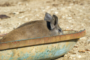 A young wild boar rests inside a rusty metal container on dry, rocky terrain, blending into its rugged surroundings.