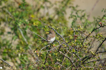 A small red-backed shrike bird perches on a leafy branch surrounded by berries in a lush, green thicket.