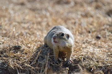 Obraz premium A ground squirrel with open mouth and alert eyes sits on dry grass and dirt in its natural habitat.