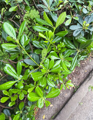 Fresh green leaves of a shrub grow in the outdoor garden near the soil. Ecology, nature and seasonal vitality expressed through foliage and plant life.