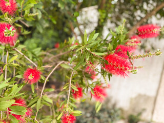 Red bottlebrush flowers bloom on green branches in the sunny garden outdoors. Nature, beauty and seasonal freshness expressed through exotic plant blossoms.