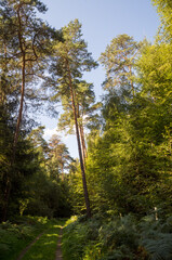 Forest path winding through lush green trees on sunny day