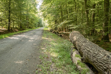 Fallen tree trunks beside gravel road in lush forest