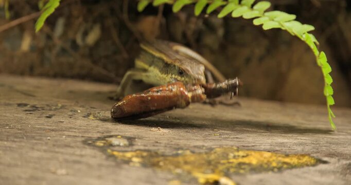 (Eutropis multifasciata)Eutropis multifasciata is eating insects, ecosystem.