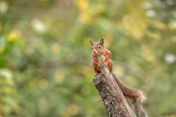 Red Squirrel on top of a tree stump