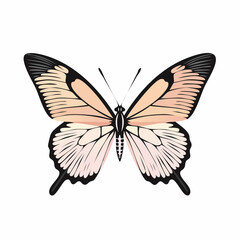 Black and white Butterfly Flying image vector isolated on white background.