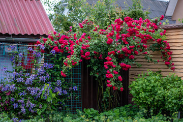 Vibrant Red Roses and Purple Clematis on a Rustic Garden Fence