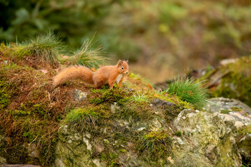 Red Squirrel in a forest