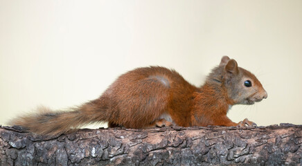 Red Squirrel on a fallen tree trunk