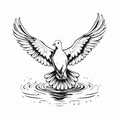 Dove Water Stock Illustrations  image vector on white background.