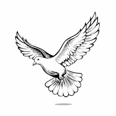Dove Water Stock Illustrations  image vector on white background.