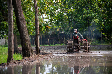 Obraz premium A farmer is using a hand tractor in a muddy rice field.