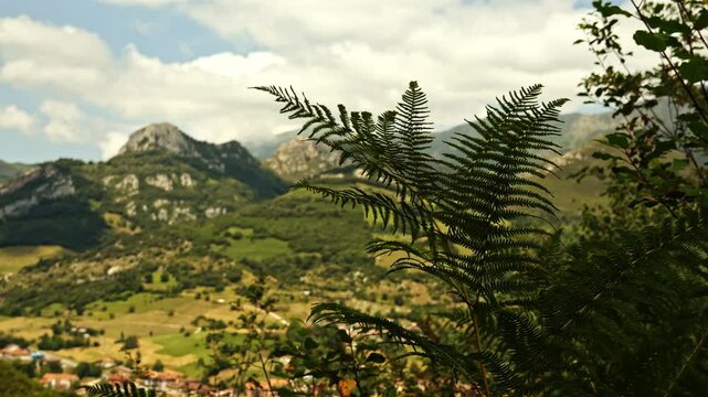 Fern fronds swaying above alpine mountain valley