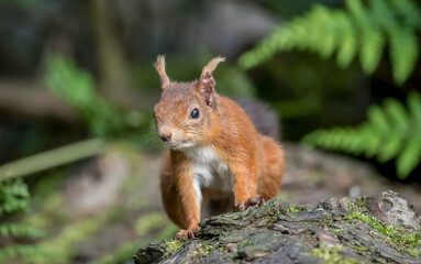 Red Squirrel in a forest, close up