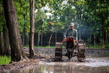 Fototapeta premium A farmer is using a hand tractor in a muddy rice field.