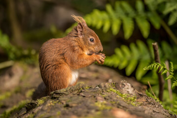Red Squirrel in a forest, close up