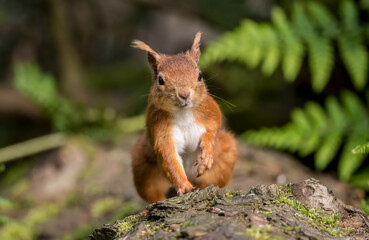 Red Squirrel in a forest, close up