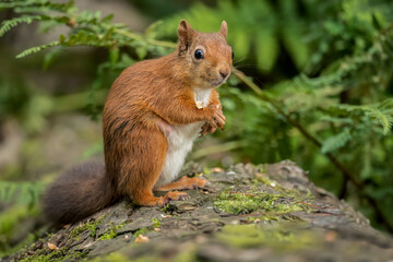 Red Squirrel in a forest, close up