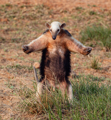 Lesser Anteater Kung Attack Pose