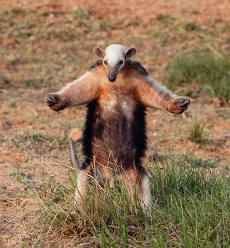 Lesser anteater in kung fu attack pose - Pantanal. Pantanal. Brazil.