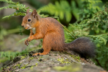 Red Squirrel in a forest, close up