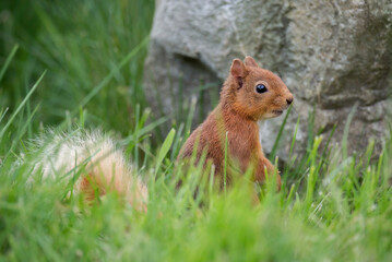 Red Squirrel close up in Scotland in grass