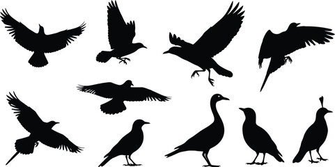 Vector art of various bird silhouettes in flight and perched